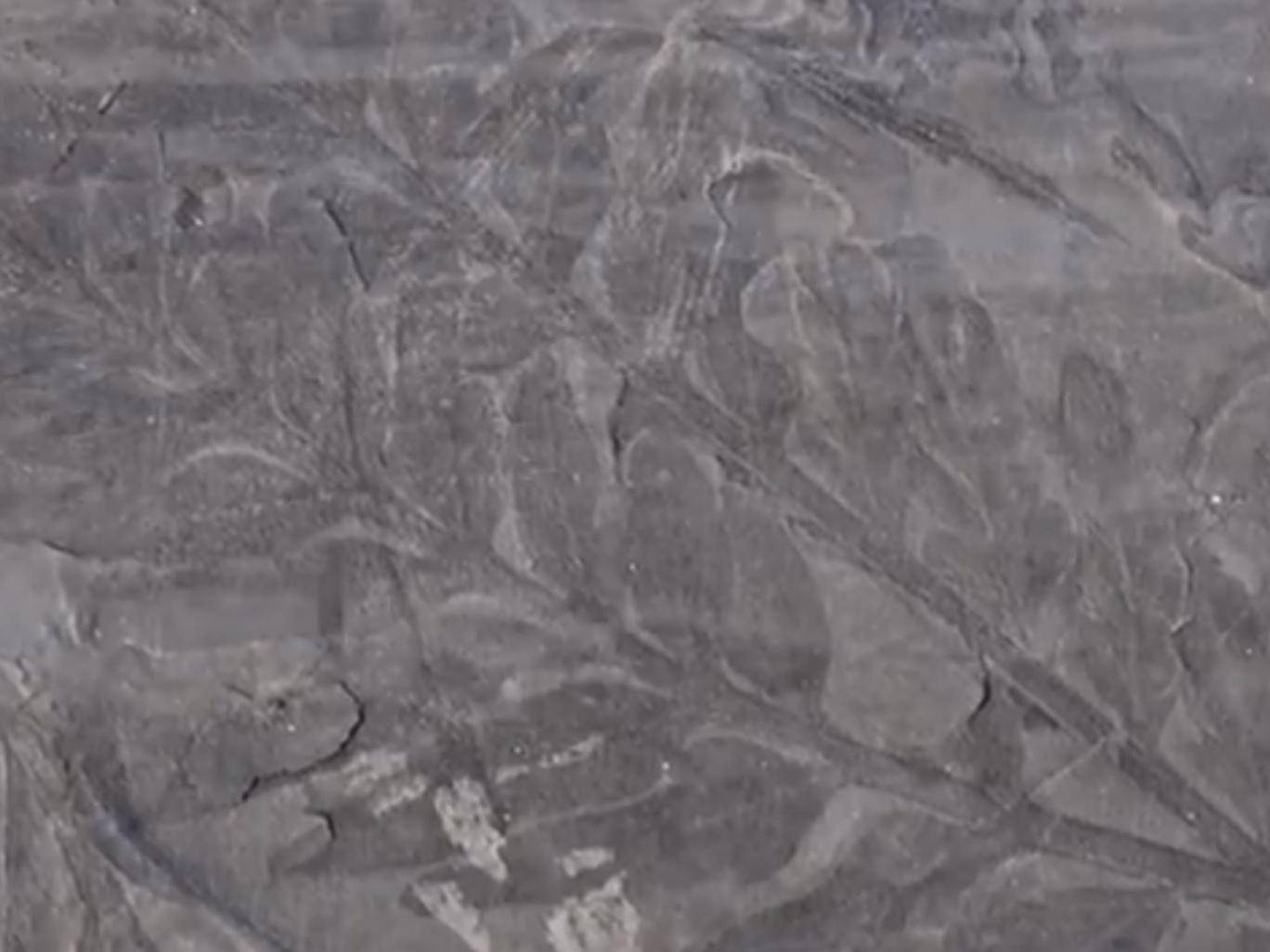 کشف فسیل ۲۸۰ میلیون ساله یک جنگل در قطب شمال