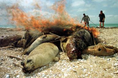 فُک‌های مرده در سواحل دریای خزر (قزاقستان، سال ۲۰۰۰ میلادی)