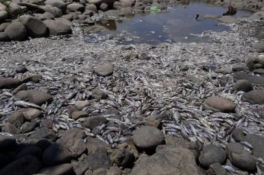 مرگ هزاران ماهی در کردستان عراق درپی انحراف آب رودخانه زاب کوچک در سردشت