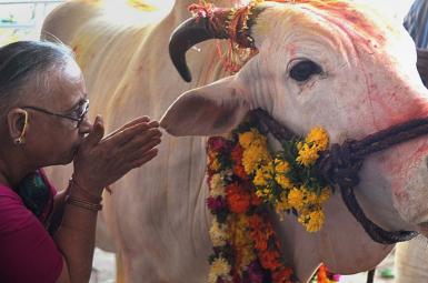پرستش گاو در هندوستان
