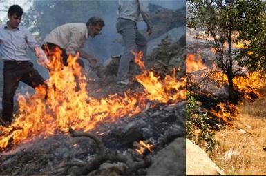 آتش سوزی جنگل‌های بلوط «مُنگره» اندیمشک