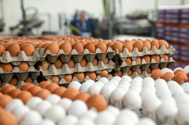 افزایش قیمت تخم مرغ در ایران