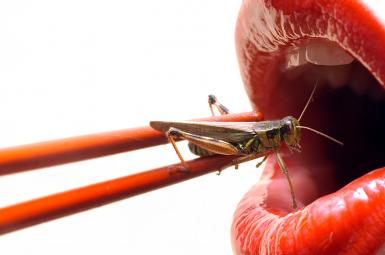 استفاده از حشرات خوراکی به‌عنوان پروتئین جایگزین