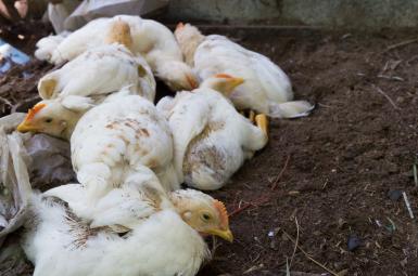 آنفولانزای مرغی ۴۰ درصد از مرغ‌های ایران را تلف کرده است