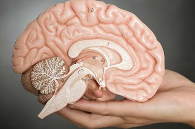 مدلی از برش مغز انسان