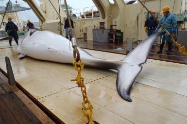 اعتراض جهانی به شکار نهنگ توسط ژاپنی‌ها در قطب جنوب