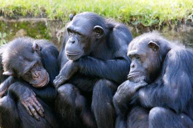 شامپانزه‌ها هم از بیماری آلزایمر رنج می‌برند