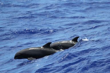 نهنگ‌های دنیا اکنون قربانی آلودگی اقیانوس‌ها به علت دفن پلاستیک‌های سمّی از طرف انسان‌ها در آب‌های آنها شده‌اند.
