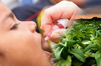 گیاه تنباکو برای درمان فلج اطفال و زیکا 