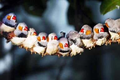 پرندگان قدرت دیدن میدان‌های مغناطیسی