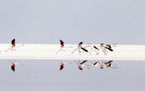فلامینگوها در اطراف دریاچه نمک مهارلو (۲۰۰۱، رویترز)